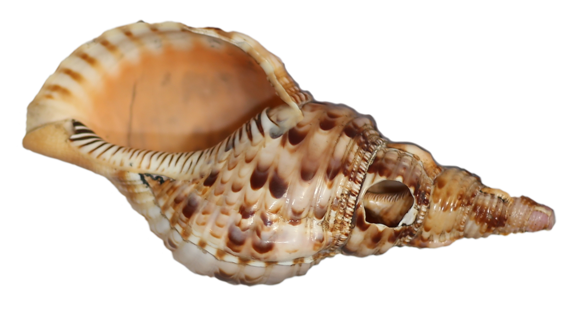 Tahuri (Maluku)